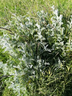 Zeealsem (Artemisia Maritima) 